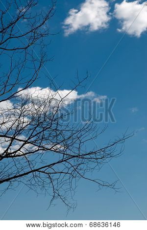 Clouds and branches