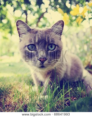  a pretty cat sitting in long grass done with a retro vintage instagram filter 