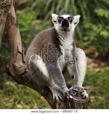 Ring-tailed Lemur