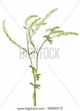 Melilotus Albus Flower