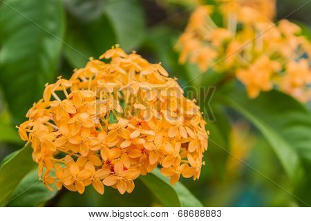 Blooming Yellow Ixora Flowers.