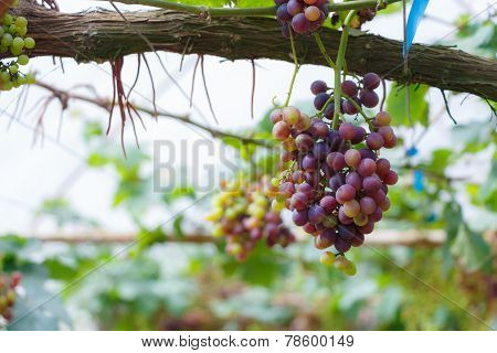 Grape In Gatden At Monjam , Chiangmai ,thailand