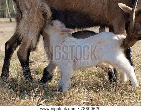 Goat Breastfeed Cubs