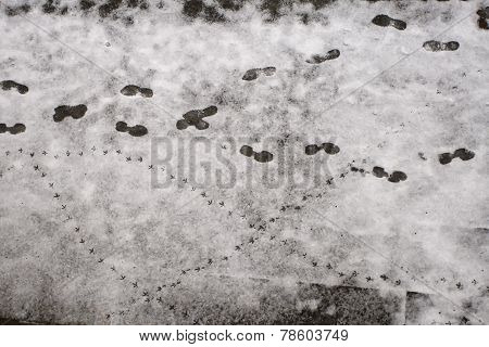 footprints in a snow