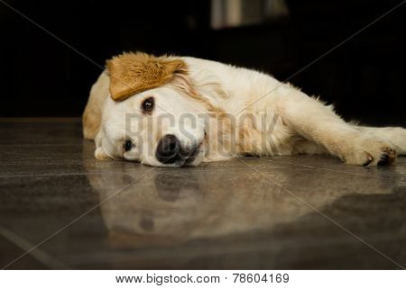 Goldern retriever lying on the floor