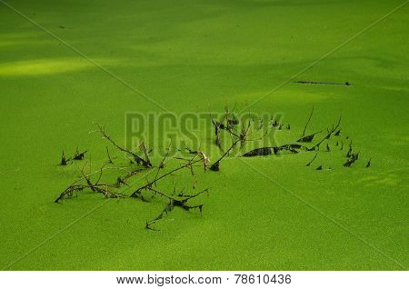 Duckweed Lake And Dead Branches