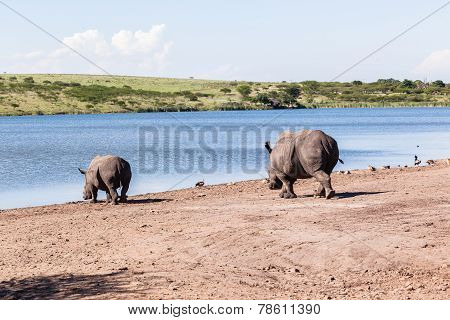 Rhino Wildlife