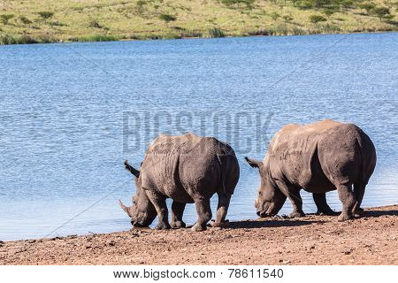 Rhinos Wildlife