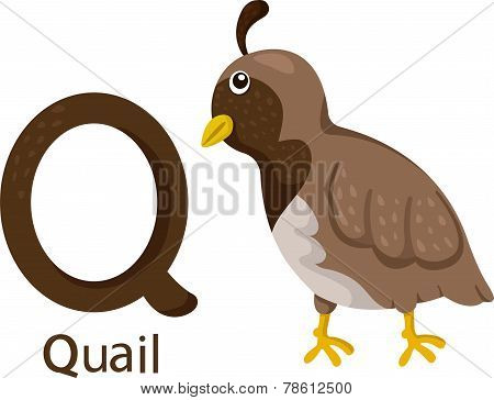 Illustrator of Q with quail