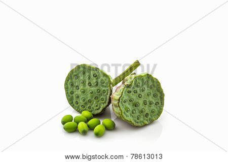 Calyx, Lotus Seeds Green .