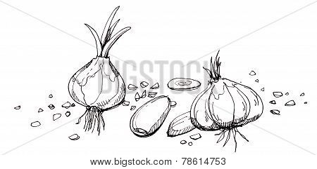 Garlic illustration drawingHand drawn of garlic in different shape and stead