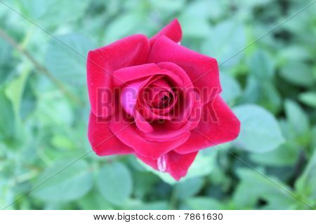 Rose unter Regen