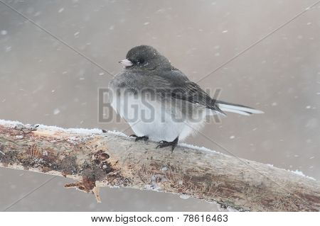 Junco On A Branch In A Snow Storm