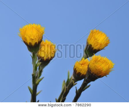 Podběl (tussilago Farfara)