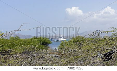Mangrove Forest