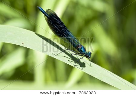 Banded Demoiselle