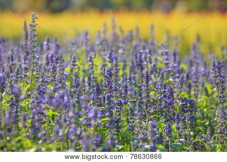 Purple Flowers In Field Against Yellow Blurry Background