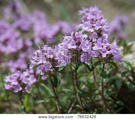 Thyme - Bloom