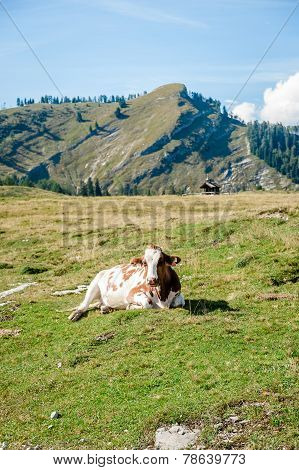 Single Cow In The Alps