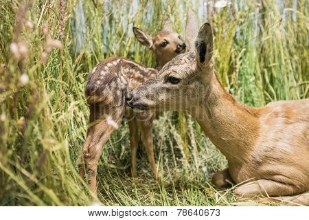 Close Up Of A Deer Family