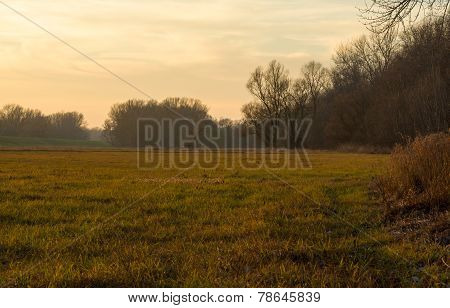 On The Edge Of A Floodplain Forest