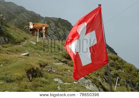 Swiss Flaq And Cow On Meadow.