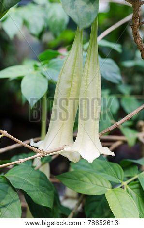 Cubanola Domingensis