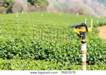 Sprinkler and tea plantation