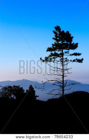 Pine Tree
