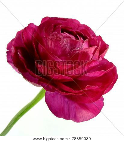 ranunculus