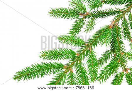 green banch of fir isolated on white