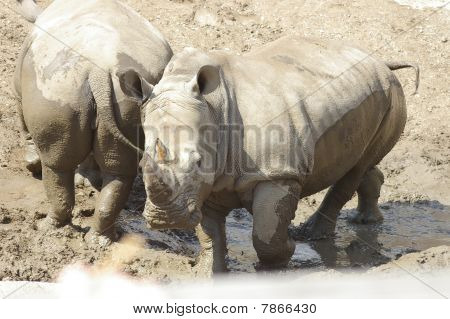 Rhinocerous