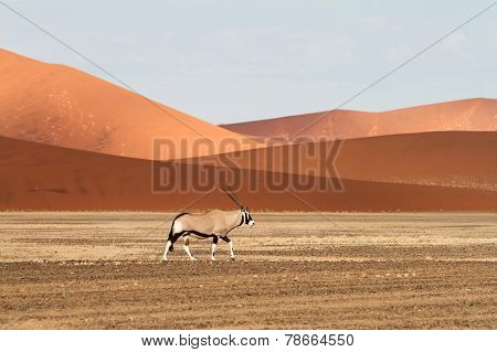 Sossusvlei Park, Namibia