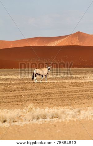 Sossusvlei Park, Namibia