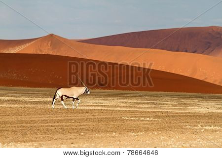 Sossusvlei Park, Namibia