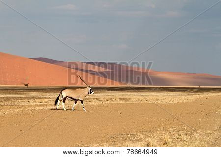 Sossusvlei Park, Namibia