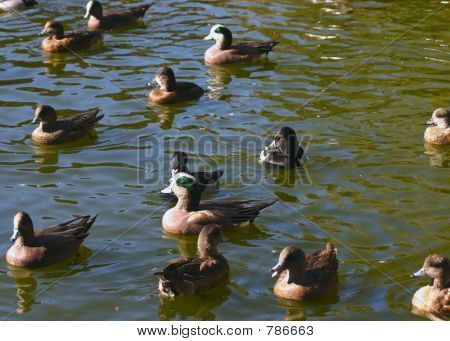 duckflotilla