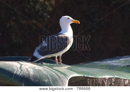herringgull