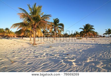 Palm trees on the white sand. Playa Sirena. Cayo Largo. Cuba.