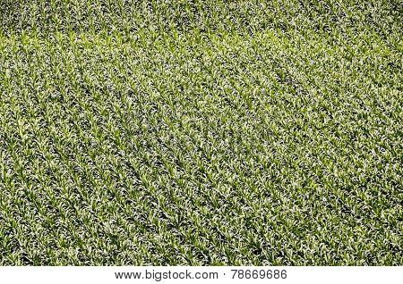 European OGM Growing Green Corn Field