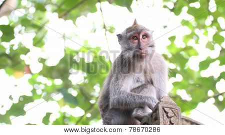 Monkey Long Tailed Macaque