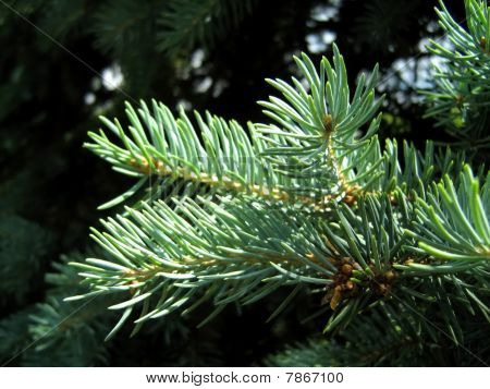 Fir tree