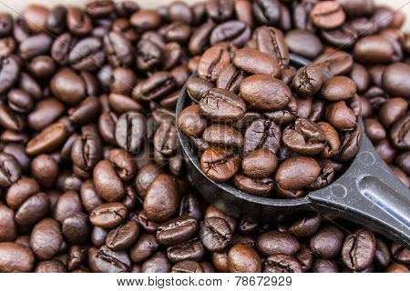 Coffee Bean