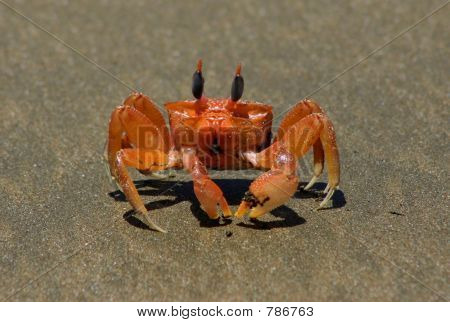 krab