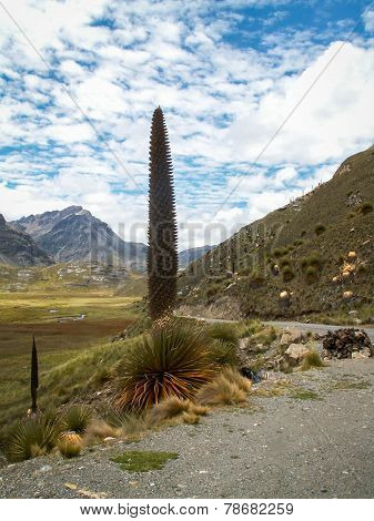Puya Raimondi