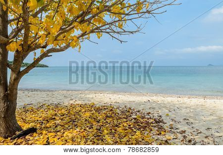 Tropical Beach With Yellow Leaf Tree, Thailand