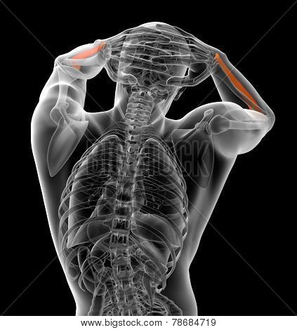 3D Render Medical Illustration Of The Ulna Bone