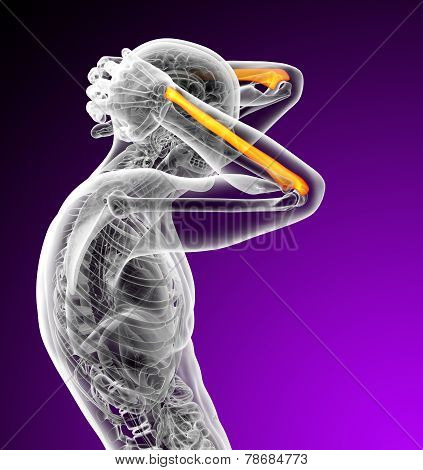 3D Render Medical Illustration Of The Ulna Bone