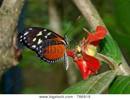Hecales Longwing 蝶