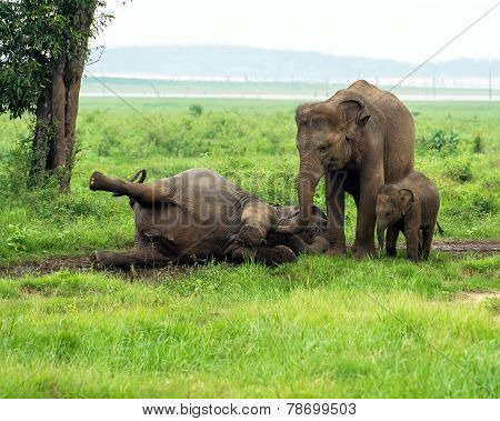 Elephant